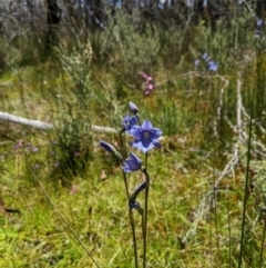 Thelymitra cyanea (Veined Sun Orchid) at Paddys River, ACT - 8 Jan 2023 by MattM