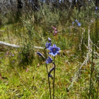 Thelymitra cyanea (Veined Sun Orchid) at Gibraltar Pines - 8 Jan 2023 by MattM