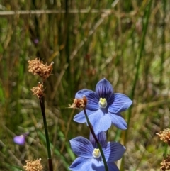 Thelymitra cyanea at Paddys River, ACT - suppressed