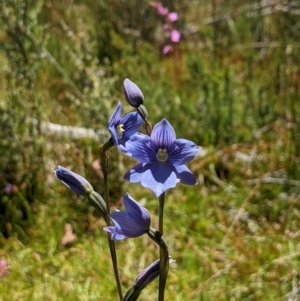 Thelymitra cyanea at Paddys River, ACT - suppressed