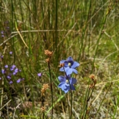 Thelymitra cyanea at Paddys River, ACT - suppressed