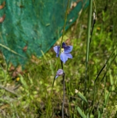Thelymitra cyanea (Veined Sun Orchid) at Gibraltar Pines - 8 Jan 2023 by MattM