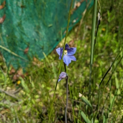 Thelymitra cyanea (Veined Sun Orchid) at Paddys River, ACT - 8 Jan 2023 by MattM