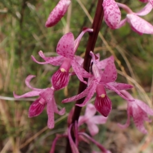 Dipodium roseum at Cook, ACT - 5 Jan 2023