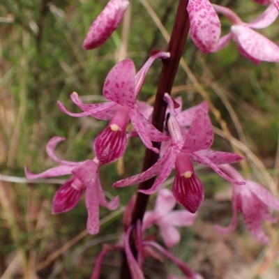 Dipodium roseum (Rosy Hyacinth Orchid) at Cook, ACT - 5 Jan 2023 by CathB