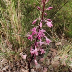 Dipodium roseum at Cook, ACT - 5 Jan 2023