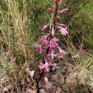 Dipodium roseum at Cook, ACT - 5 Jan 2023