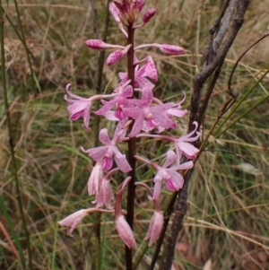 Dipodium roseum at Cook, ACT - 5 Jan 2023