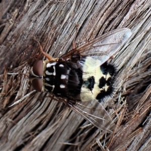 Formosia (Euamphibolia) speciosa at Aranda, ACT - 5 Jan 2023