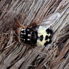 Formosia (Euamphibolia) speciosa (Bristle fly) at Aranda, ACT - 5 Jan 2023 by CathB