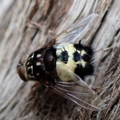 Formosia (Euamphibolia) speciosa at Aranda, ACT - 5 Jan 2023