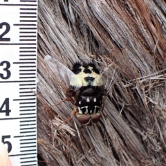 Formosia (Euamphibolia) speciosa at Aranda, ACT - 5 Jan 2023