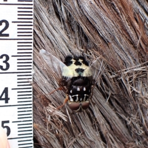 Formosia (Euamphibolia) speciosa at Aranda, ACT - 5 Jan 2023