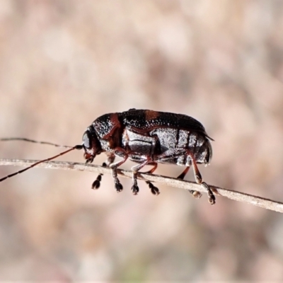 Aporocera (Aporocera) rufoterminalis (Leaf beetle) at Point 3852 - 5 Jan 2023 by CathB