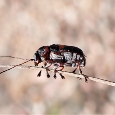 Aporocera (Aporocera) rufoterminalis (Leaf beetle) at Aranda Bushland - 5 Jan 2023 by CathB