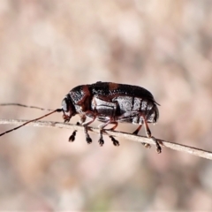 Aporocera (Aporocera) rufoterminalis (Leaf beetle) at Aranda Bushland - 5 Jan 2023 by CathB