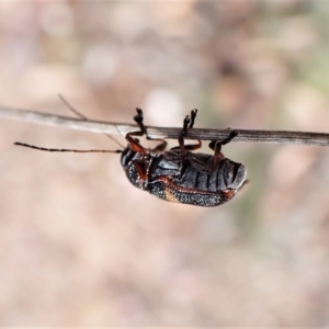 Aporocera (Aporocera) rufoterminalis at Aranda, ACT - 5 Jan 2023