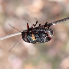 Aporocera (Aporocera) rufoterminalis at Aranda, ACT - 5 Jan 2023