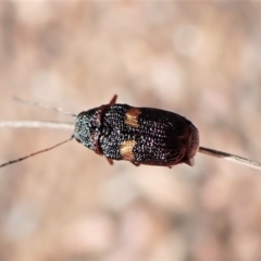 Aporocera (Aporocera) rufoterminalis at Aranda, ACT - 5 Jan 2023 05:05 PM