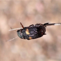 Aporocera (Aporocera) rufoterminalis at Aranda, ACT - 5 Jan 2023