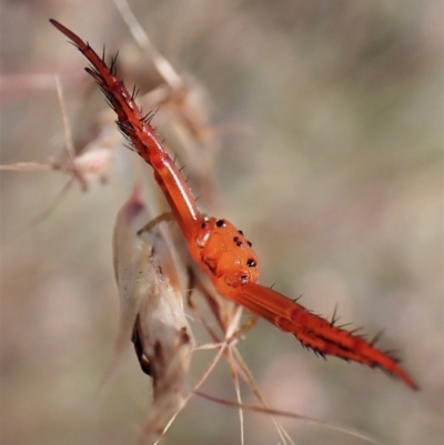 Arkys walckenaeri (Triangle spider) at Point 3852 - 5 Jan 2023 by CathB