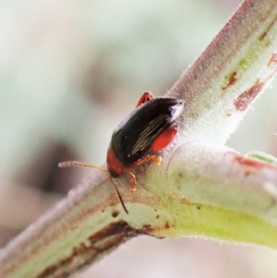 Arsipoda laeviceps (a red-legged flea beetle) at Aranda Bushland - 5 Jan 2023 by CathB