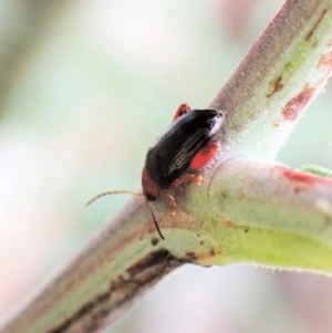 Arsipoda laeviceps at GG292 - 5 Jan 2023 05:44 PM