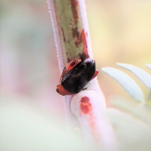 Arsipoda laeviceps at GG292 - 5 Jan 2023 05:44 PM