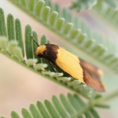 Heteroteucha dichroella (A Concealer moth (Wingia Group)) at Aranda Bushland - 5 Jan 2023 by CathB