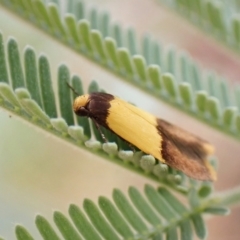 Heteroteucha dichroella at Molonglo Valley, ACT - 5 Jan 2023