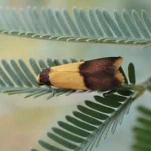 Heteroteucha dichroella at Molonglo Valley, ACT - 5 Jan 2023