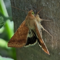 Helicoverpa punctigera at Page, ACT - suppressed