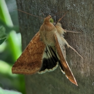 Helicoverpa punctigera at Page, ACT - suppressed