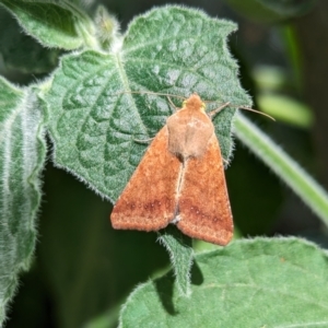 Helicoverpa punctigera at Page, ACT - suppressed