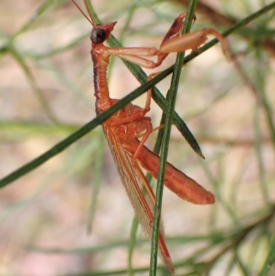 Campion sp. (genus) (Mantis Fly) at Cook, ACT - 5 Jan 2023 by CathB
