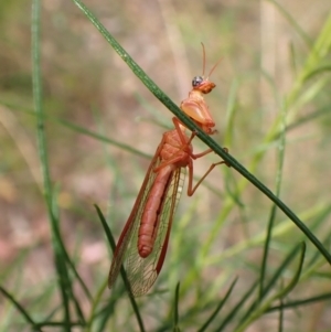 Campion sp. (genus) at Cook, ACT - 5 Jan 2023