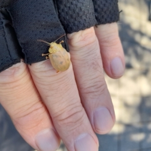 Paropsis atomaria at Smiggin Holes, NSW - 8 Jan 2023