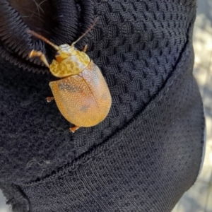 Paropsis atomaria at Smiggin Holes, NSW - 8 Jan 2023