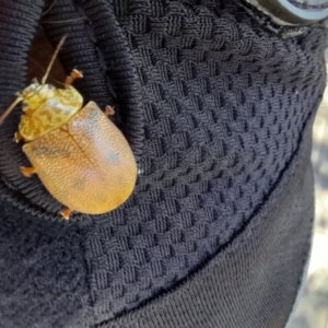 Paropsis atomaria at Smiggin Holes, NSW - 8 Jan 2023