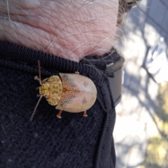 Paropsis atomaria at Smiggin Holes, NSW - 8 Jan 2023