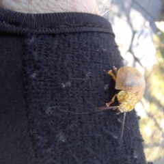 Paropsis atomaria at Smiggin Holes, NSW - 8 Jan 2023