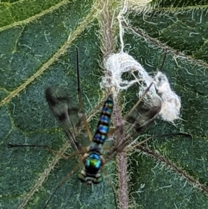 Dolichopodidae (family) at Page, ACT - 8 Jan 2023