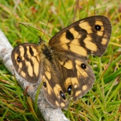 Heteronympha cordace (Bright-eyed Brown) at Rossi, NSW - 1 Jan 2023 by DPRees125