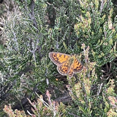 Oreixenica orichora (Spotted Alpine Xenica) at Namadgi National Park - 8 Jan 2023 by Mavis