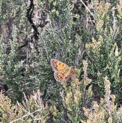 Oreixenica orichora at Cotter River, ACT - 8 Jan 2023 02:46 PM