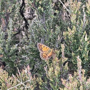 Oreixenica orichora at Cotter River, ACT - 8 Jan 2023