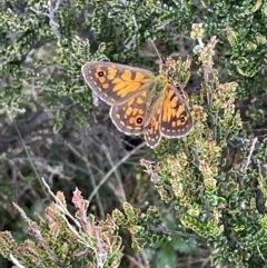 Oreixenica orichora at Cotter River, ACT - 8 Jan 2023 02:46 PM