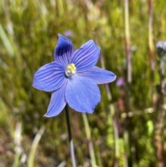 Thelymitra cyanea (Veined Sun Orchid) at Namadgi National Park - 8 Jan 2023 by Mavis