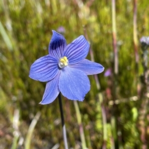 Thelymitra cyanea at Cotter River, ACT - suppressed