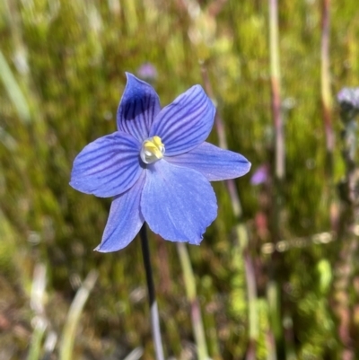Thelymitra cyanea (Veined Sun Orchid) at Cotter River, ACT - 8 Jan 2023 by Mavis